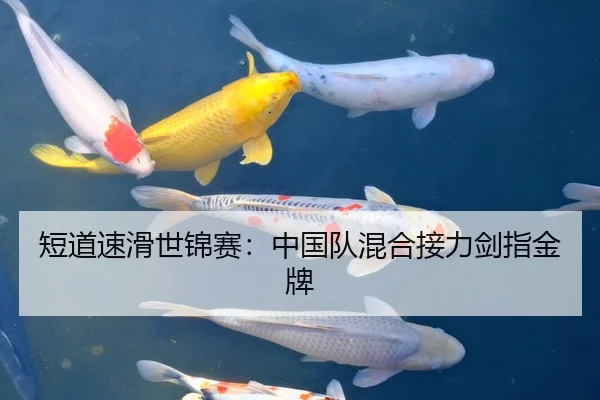 短道速滑世锦赛：中国队混合接力剑指金牌